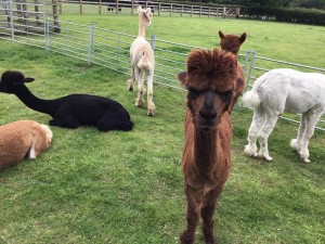 alpacas-2-jpeg