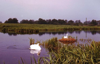 Picture of the Fishpond in 1961 before drainage